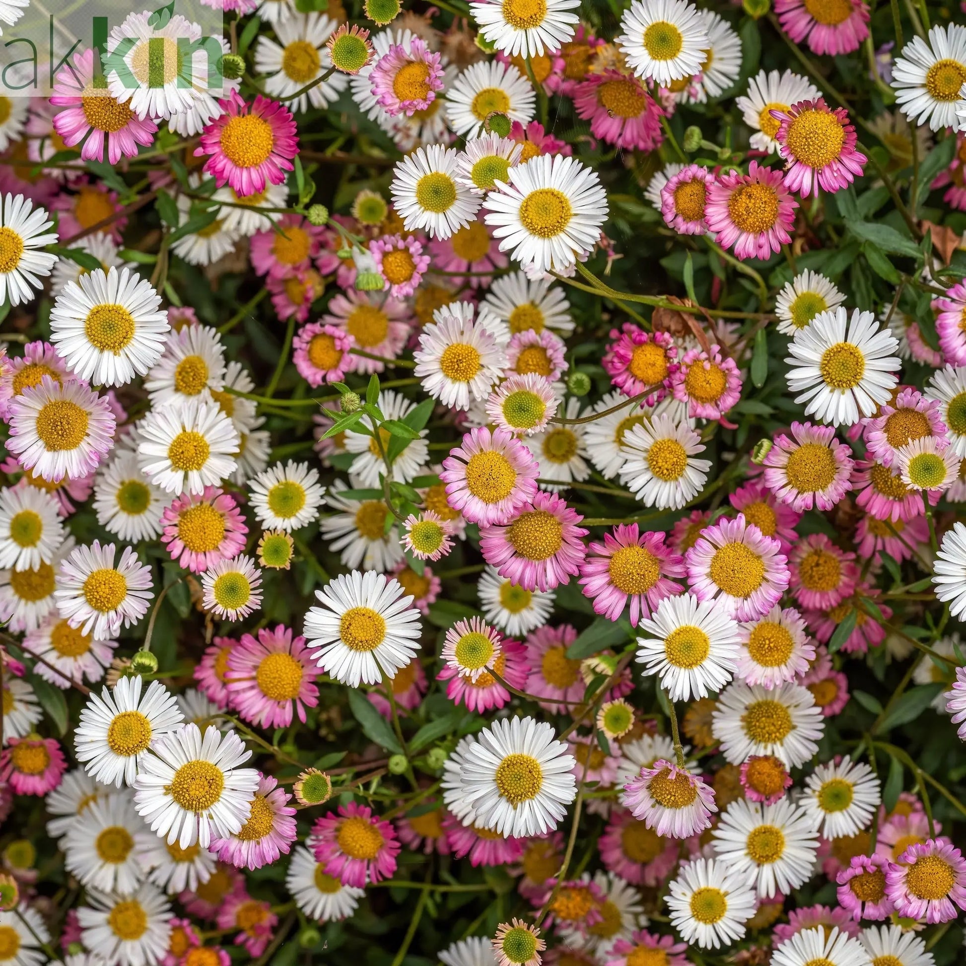 Erigeron karvinskianus Stallone 9cm One Click Plants