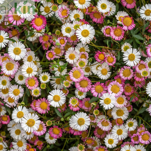 Erigeron karvinskianus Stallone 9cm One Click Plants