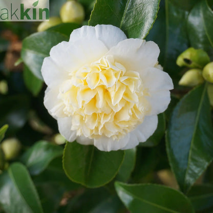 Camellia japonica 'Nobilissima' 9cm, 20-30cm height One Click Plants