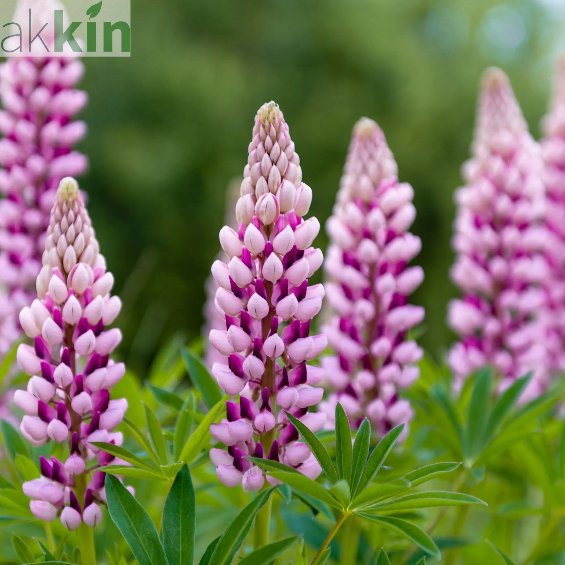 Lupin Legendary Rose/Pink Shades 3L One Click Plants