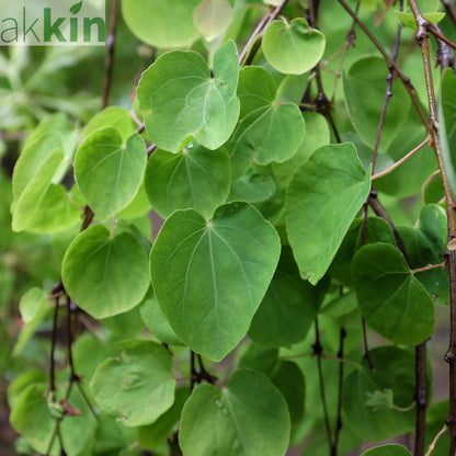 Cercidiphyllum japonicum Katsura 7.5L One Click Plants