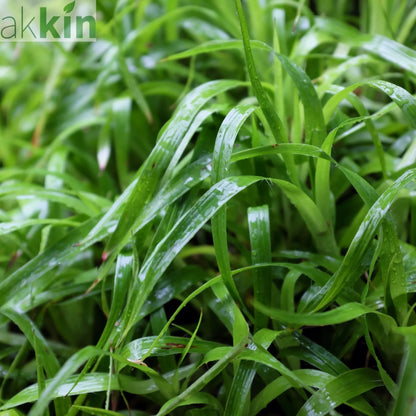 Luzula Sylvatica 2L One Click Plants