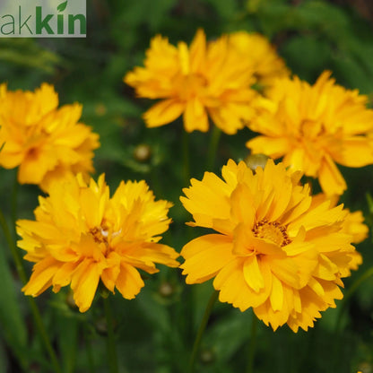 Coreopsis grandiflora 'Castello Gold' 9cm One Click Plants