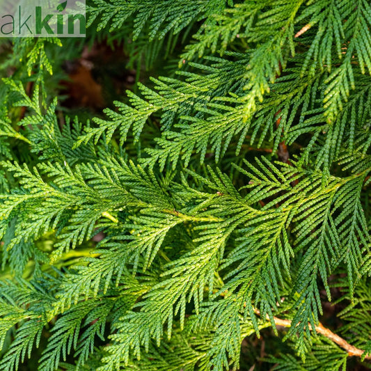Thuja plicata 'Can Can' 9cm One Click Plants