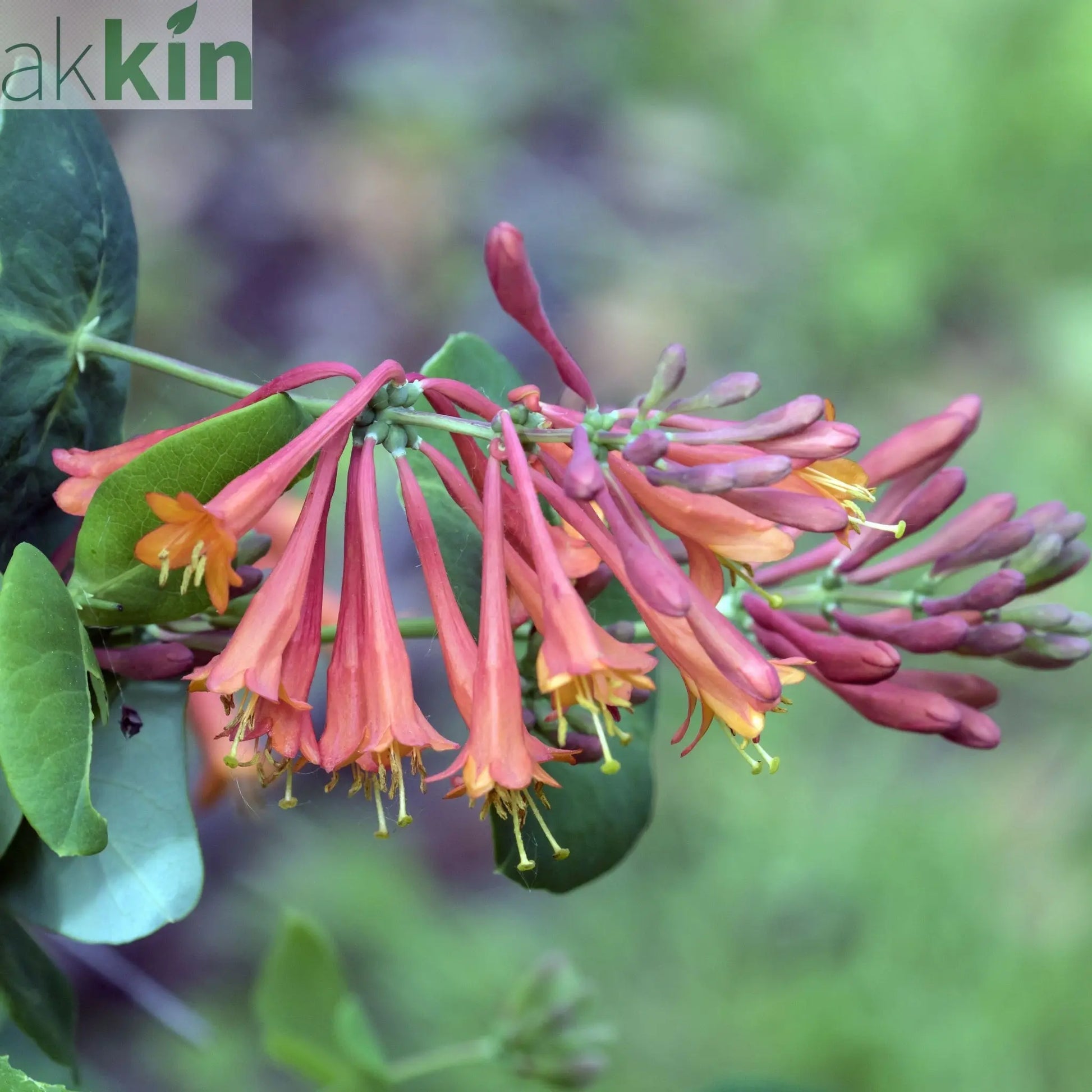 Lonicera 'Dropmore Scarlet' (Honeysuckle) 60-70cm One Click Plants