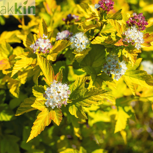 Physocarpus opulifolius 'Dart's Gold' 1L One Click Plants