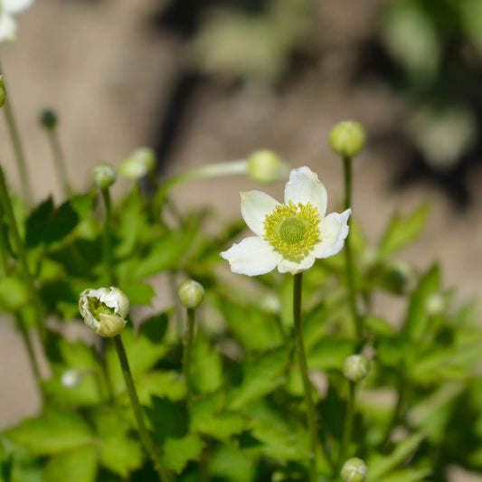 Anemone multifida White 9cm One Click Plants