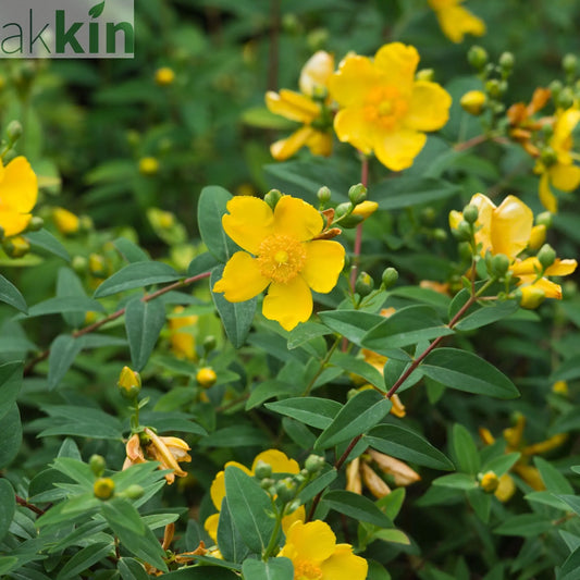 Hypericum 'Magical Sunshine' 2L One Click Plants