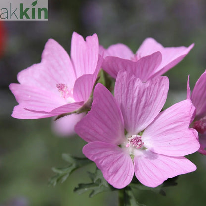 Malva moschata 'Rosea' 1L One Click Plants