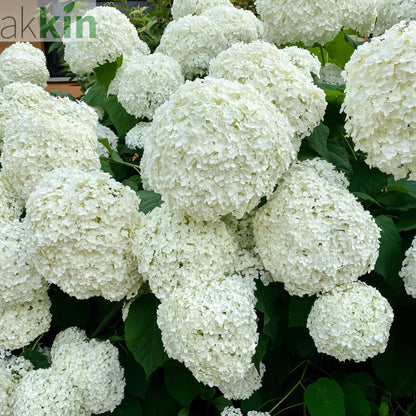 Hydrangea arborescens 'Incrediball' / 'Strong Annabelle' 3L / 5L / 7.5L / 10L / 20L One Click Plants