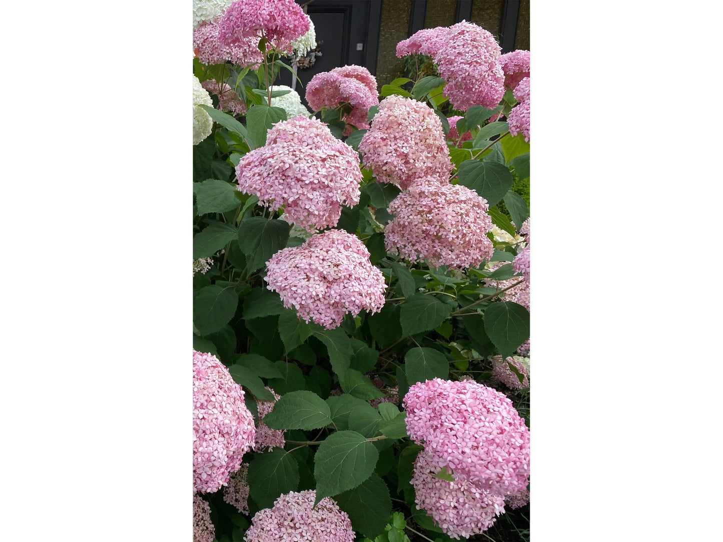 Hydrangea arborescens 'Strong Annabelle Pink' 3L One Click Plants