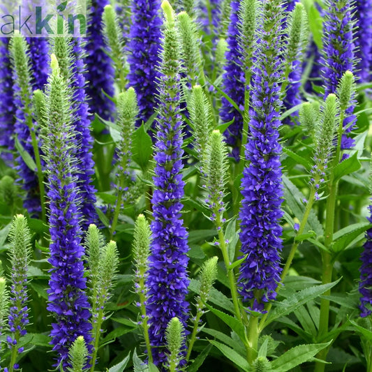 Veronica 'Anniversary Blue’ 9cm/2L One Click Plants