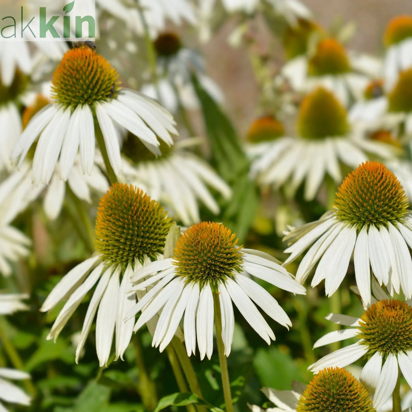 Echinacea purpurea Prairie Splendour White 9cm One Click Plants