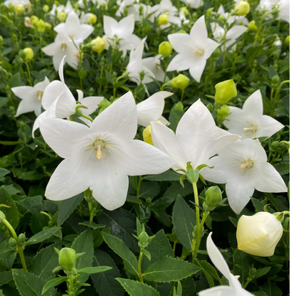 Platycodon White 9cm One Click Plants
