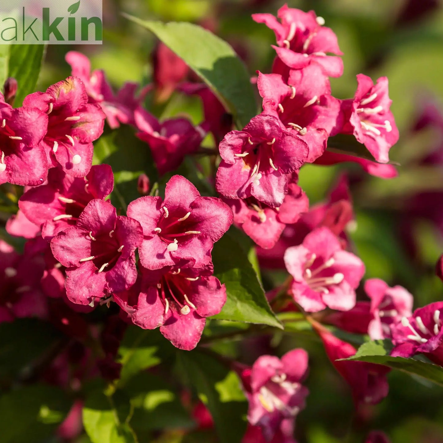 Weigela Florida 'Bristol Ruby' (2 Sizes Available) One Click Plants