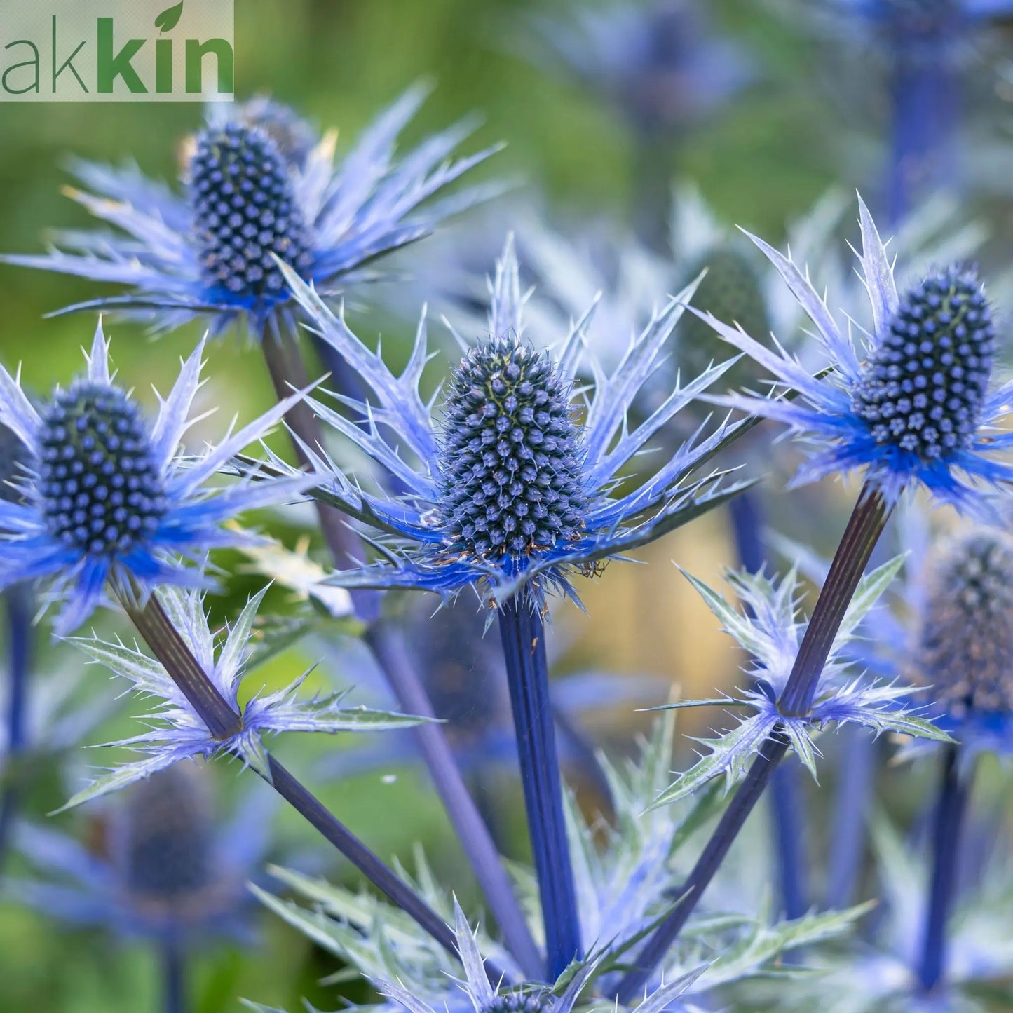 Eryngium x zabelii Jos Eijking (9cm Pot) One Click Plants