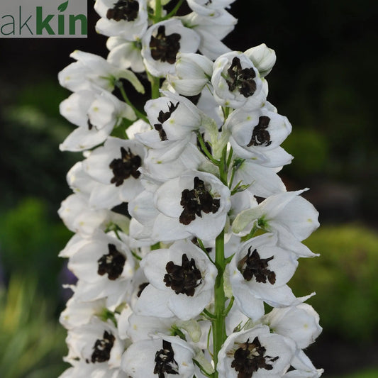Delphinium 'Magic Fountain White Dark Bee' 9cm/1.5L One Click Plants