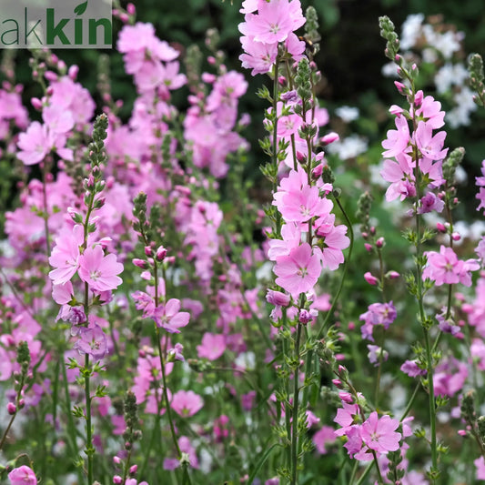 Sidalcea 'Little Princess' 2L One Click Plants