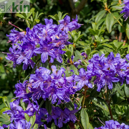 Dwarf Rhododendron 'Impeditum' 1L One Click Plants