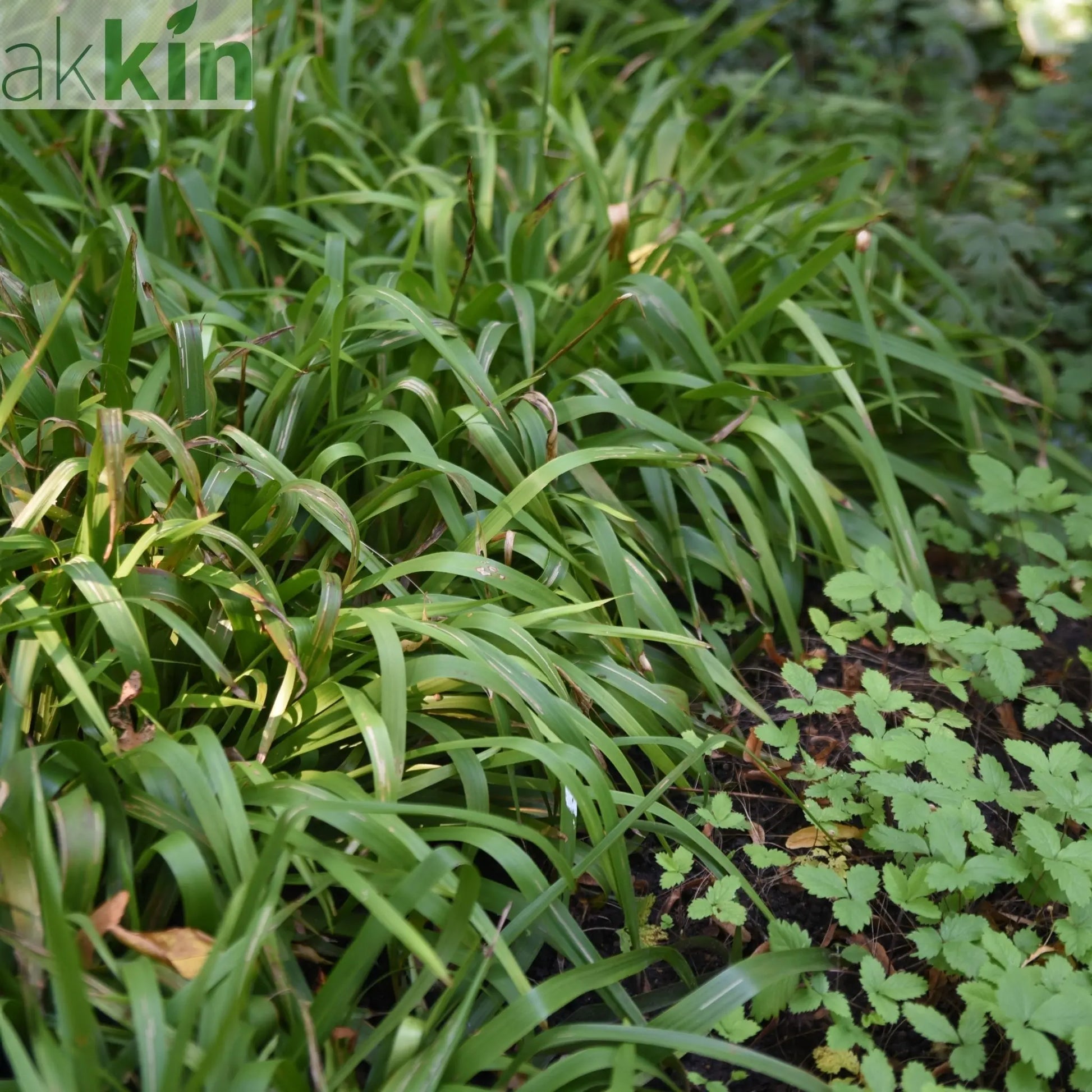 Luzula Sylvatica 2L One Click Plants