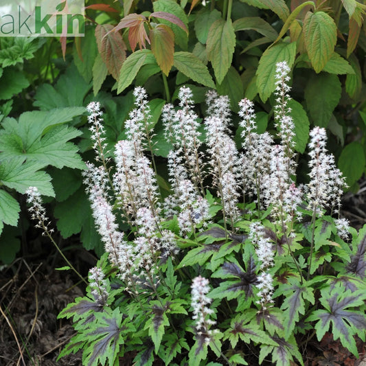 Tiarella 'Sugar and Spice' 2L One Click Plants