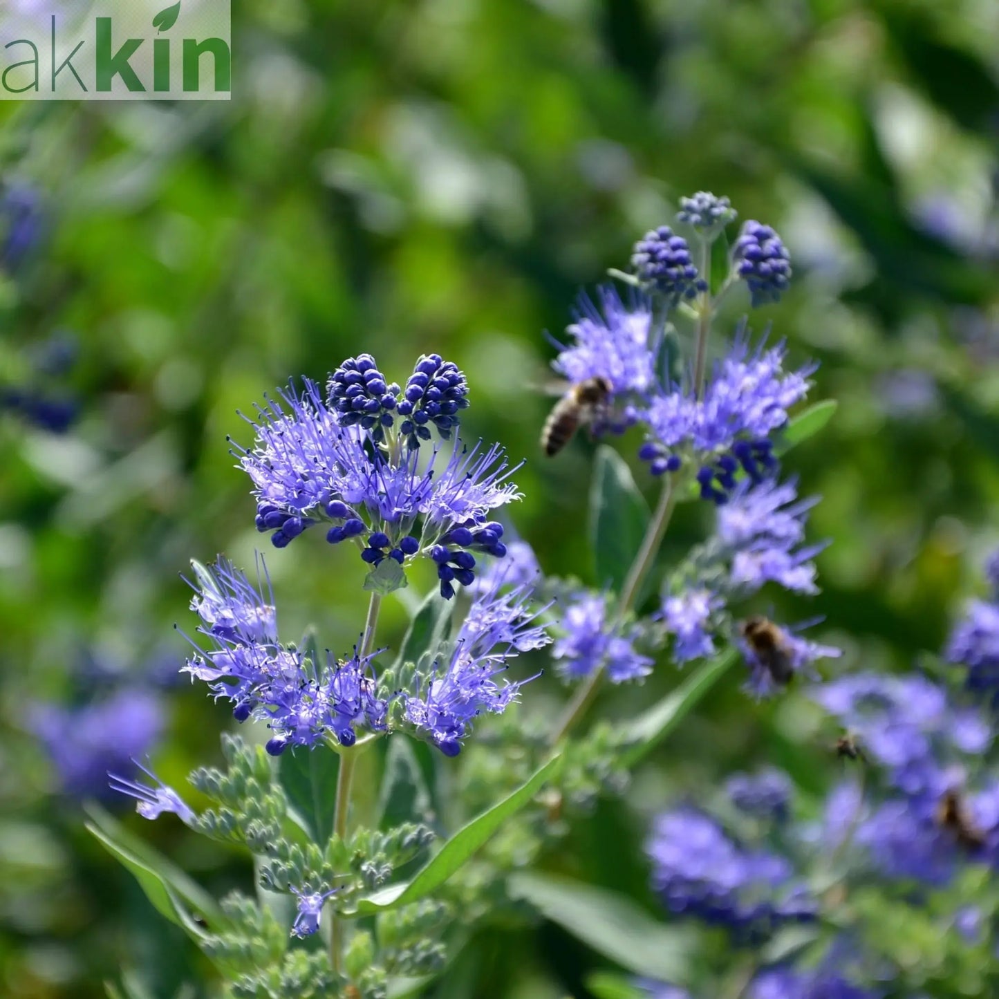 Caryopteris 'Heavenly Blue' 2L One Click Plants