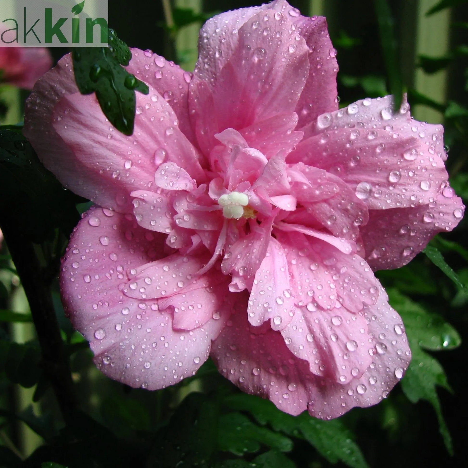 Hibiscus syriacus 'Ardens' 1.5L One Click Plants