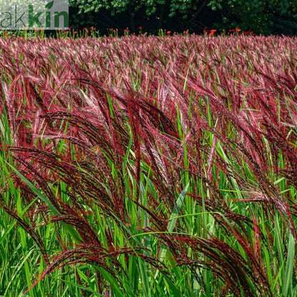 Miscanthus sinensis Boucle 9cm One Click Plants