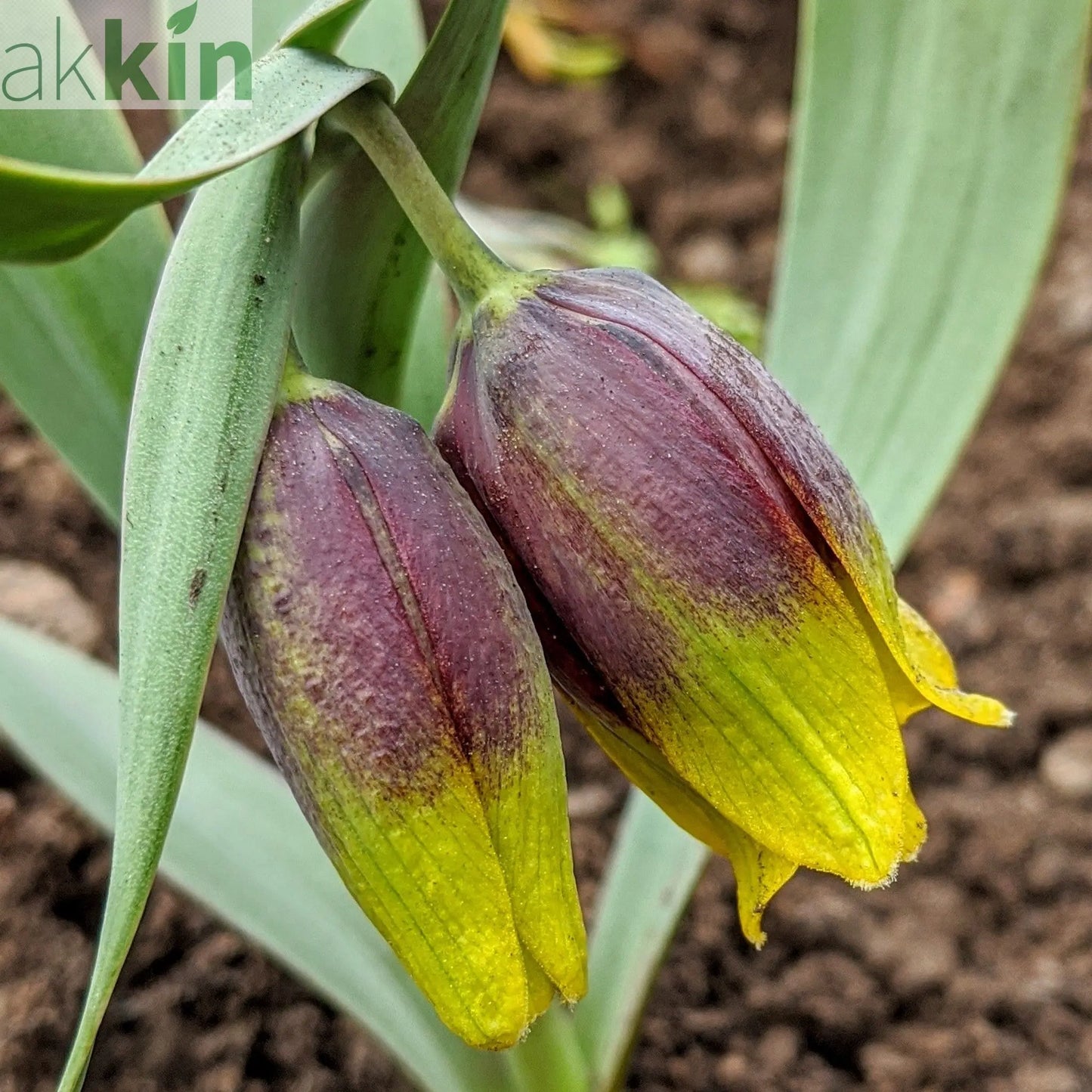 Fritillaria Uva Vulpis Bulbs (10 Bulbs) One Click Plants