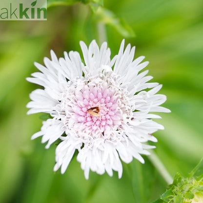 Stokesia 'Divinity' 2L One Click Plants