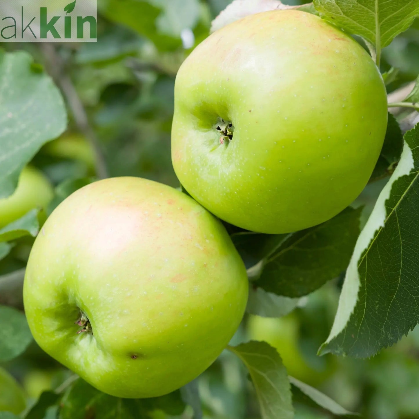 Dwarf Patio Apple Tree 'Bramley's Seedling' (Malus domestica) 1M One Click Plants