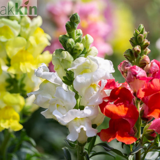 Antirrhinum 9-10cm (Our Choice) One Click Plants