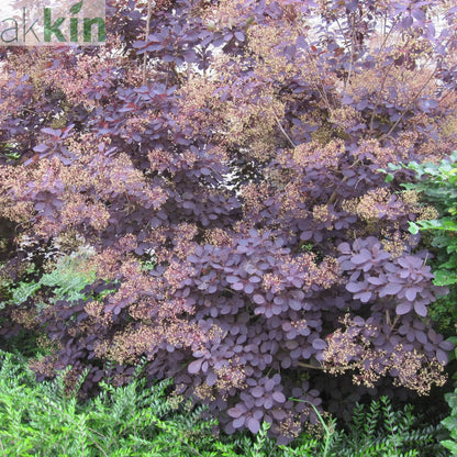Cotinus cog. 'Royal Purple' 9cm/2L One Click Plants