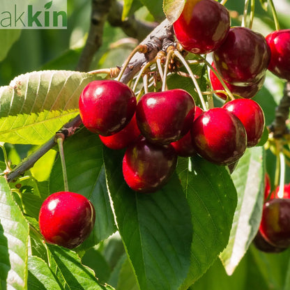 Dwarf Patio Cherry Tree 'Morellenfeuer' One Click Plants