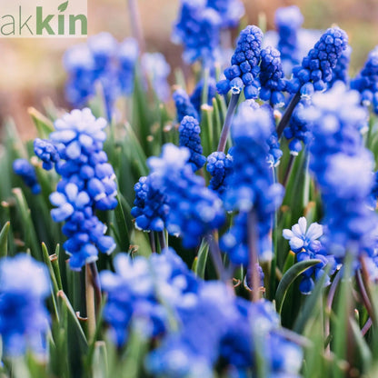 Muscari Blue Grape Hyacinths (20 Bulbs) One Click Plants