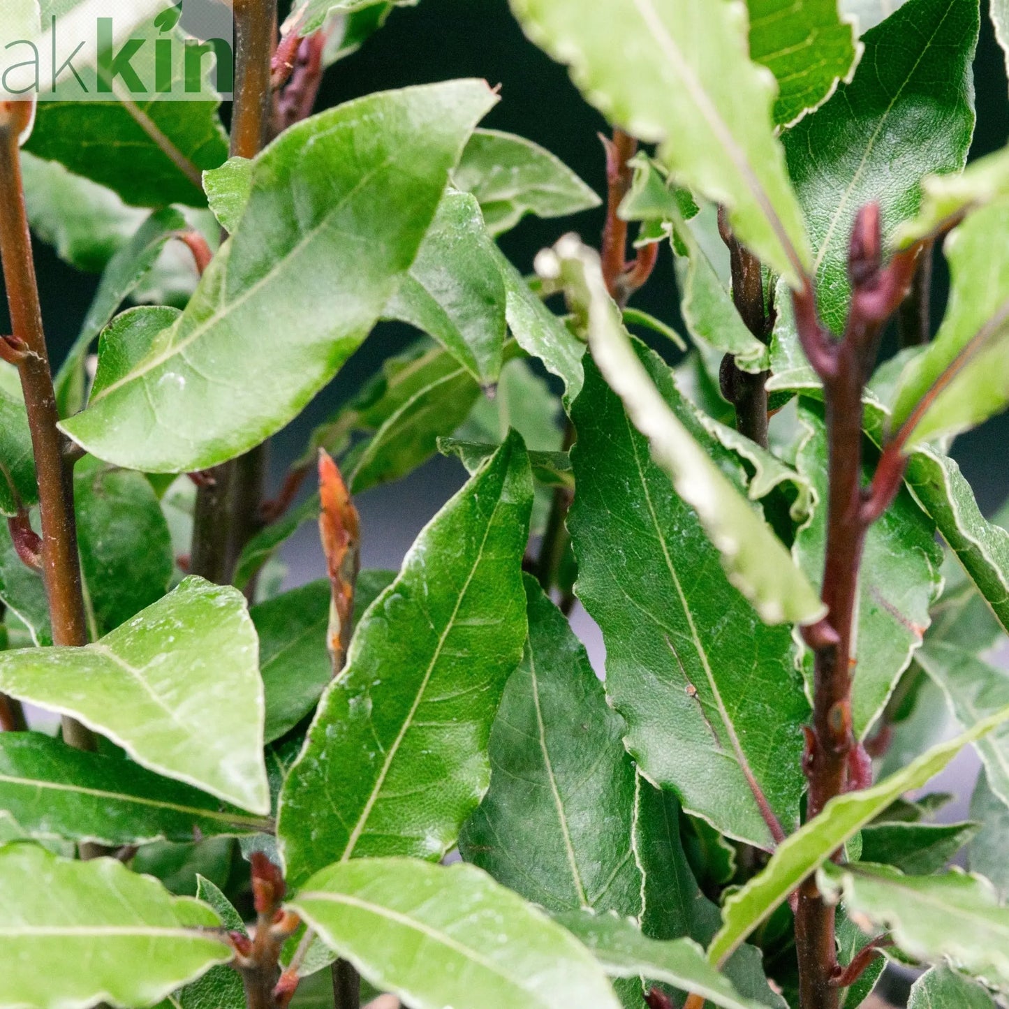 Bay Pyramid (Laurus Nobilis) 60cm 2L One Click Plants