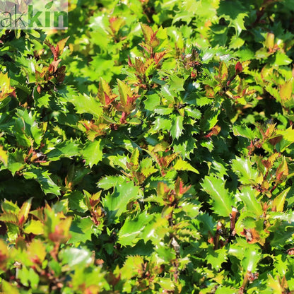 Ilex meserveae 'Little Rascal' Holly 2L One Click Plants