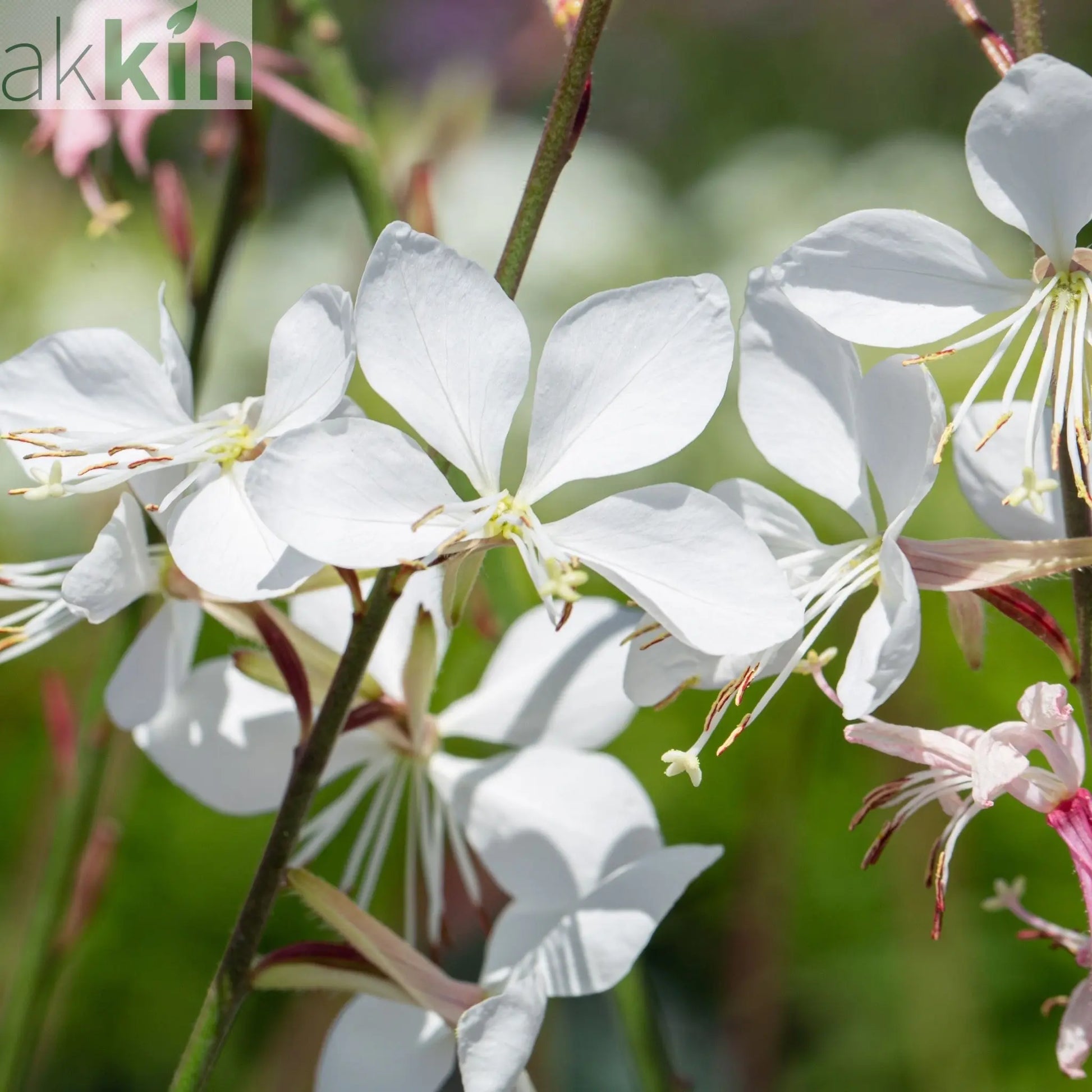 Gaura lindheimeri White 9cm / 2L One Click Plants