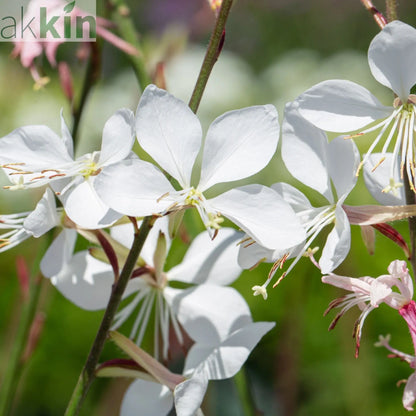 Gaura lindheimeri White 9cm / 2L One Click Plants