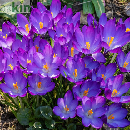 Specie Crocus 'Ruby Giant' (12 Bulbs) One Click Plants