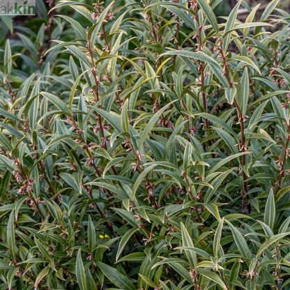 Sarcococca hookeriana 'Purple Stem' 2L One Click Plants