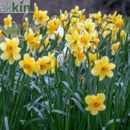 Daffodil 'Fortune' (6 Bulbs) One Click Plants