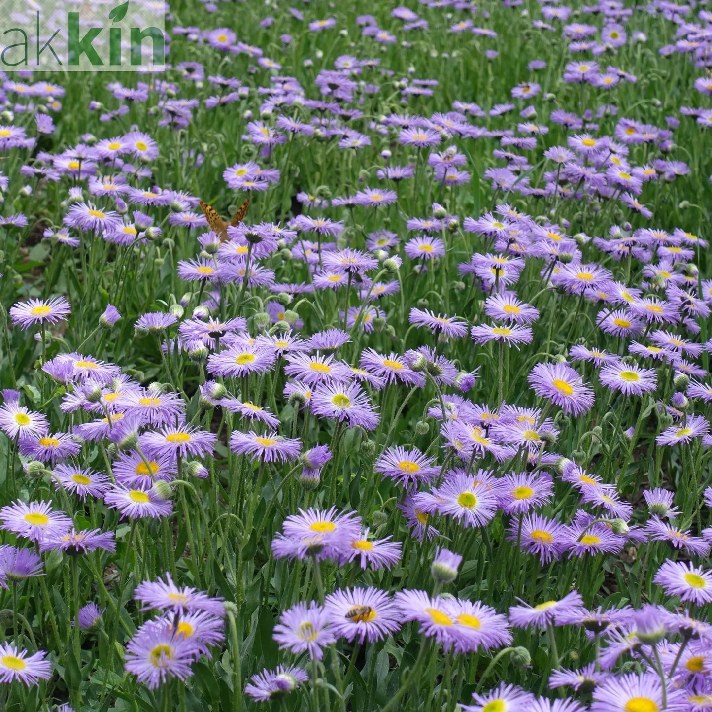 Erigeron karvinskianus Lavender Lady (9cm Pot) One Click Plants