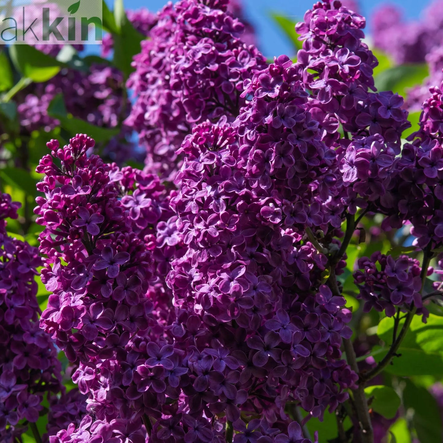 Syringa Bloomerang Purple (Reblooming Lilac) 3L/7.5L One Click Plants