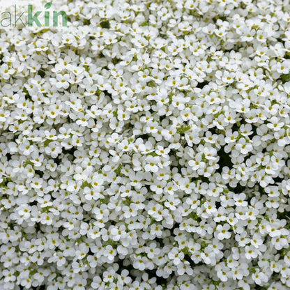 Aubrieta hybrida 'Axcent White' 9cm One Click Plants
