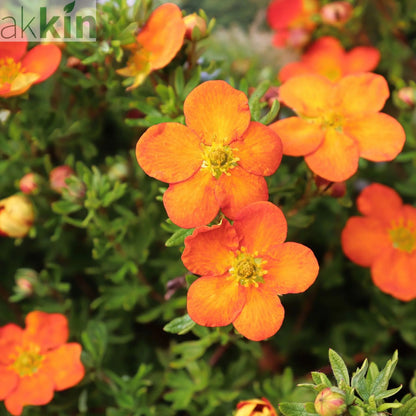 Potentilla fruticosa 'Hopleys Orange' 1L One Click Plants