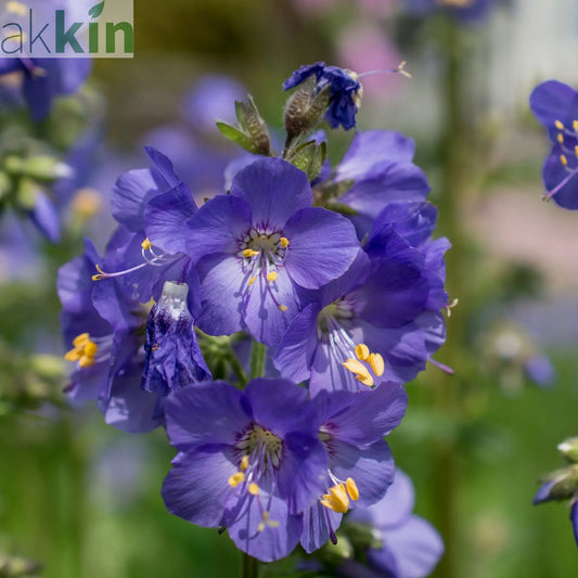 Polemonium 'Blue Whirl' (Jacob's Ladder) 9cm One Click Plants