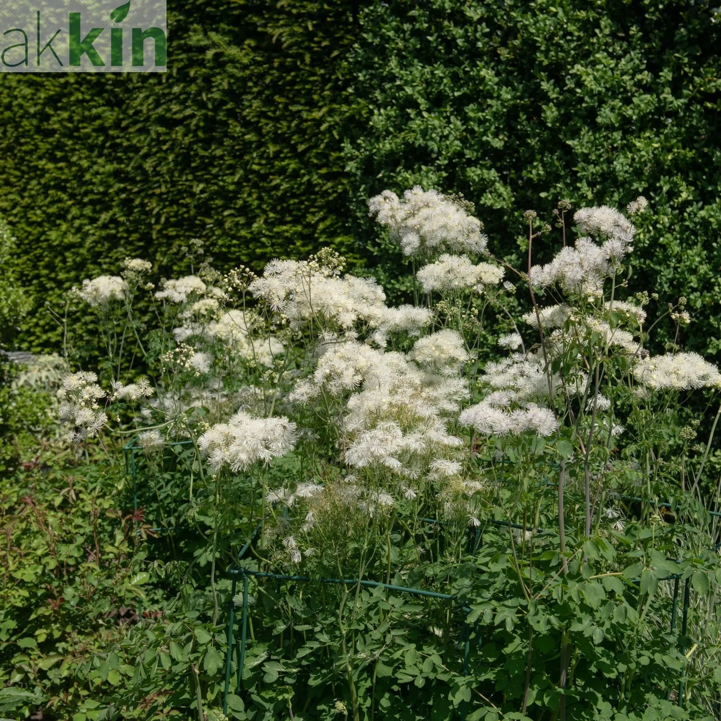 Thalictrum 'Alba' 2L One Click Plants