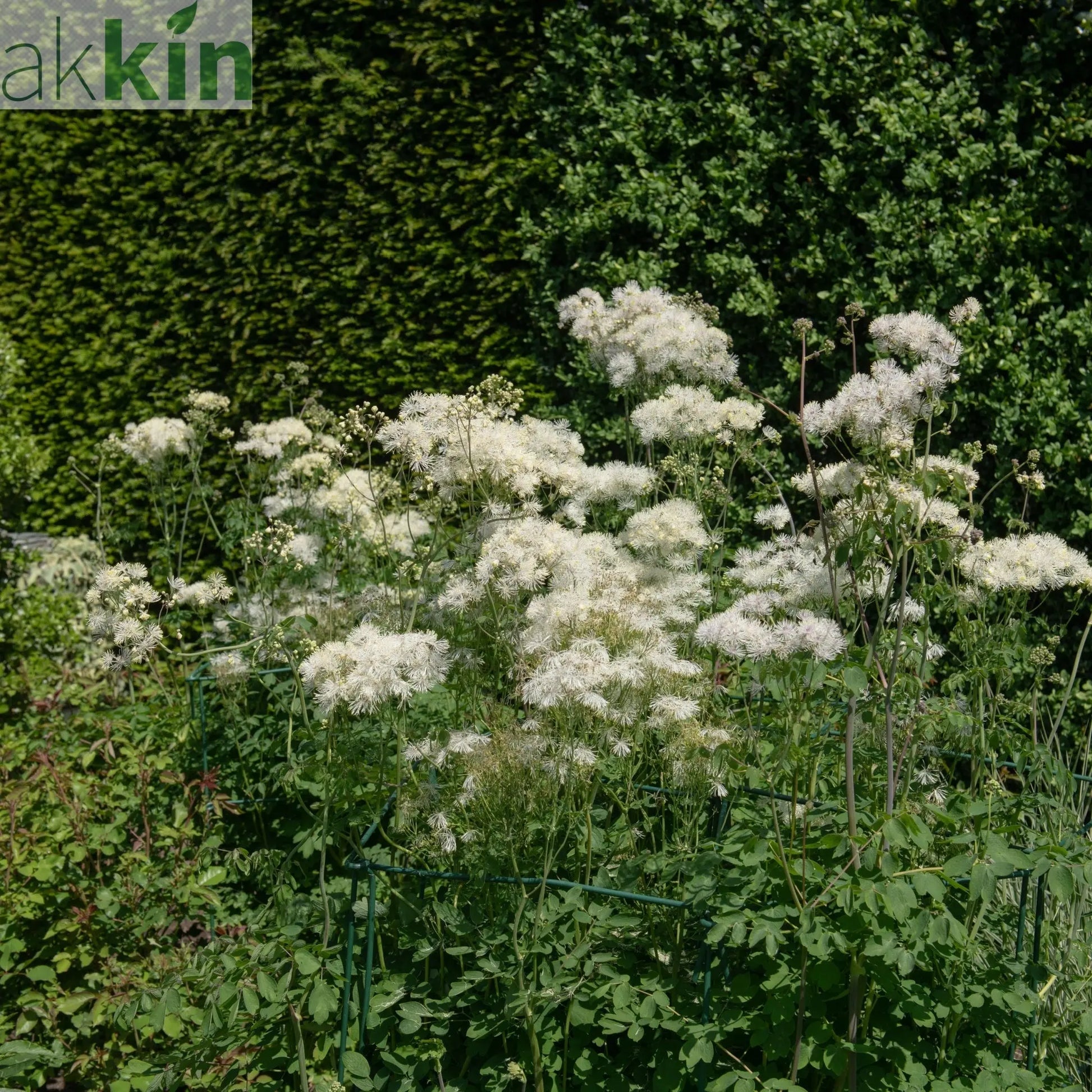 Thalictrum 'Alba' 2L One Click Plants