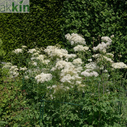 Thalictrum 'Alba' 2L One Click Plants